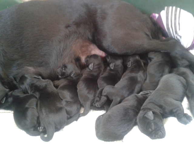 All nine black labrador retriever puppies for sale