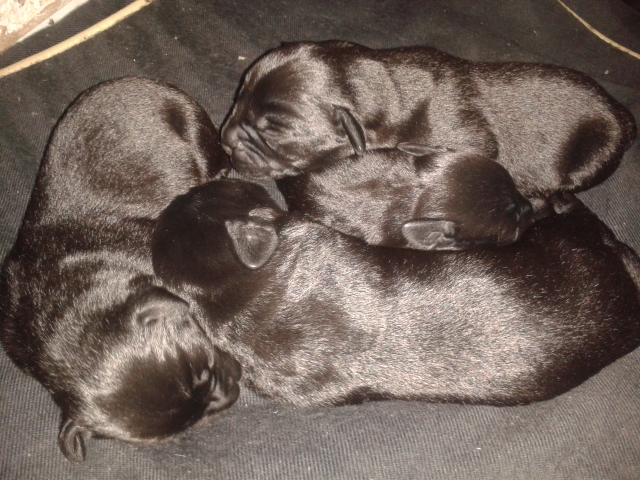 Photo of four Labradors