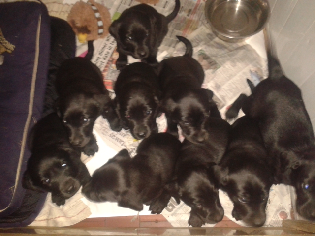 Nine baby doggies sitting waiting to go out for a piddle