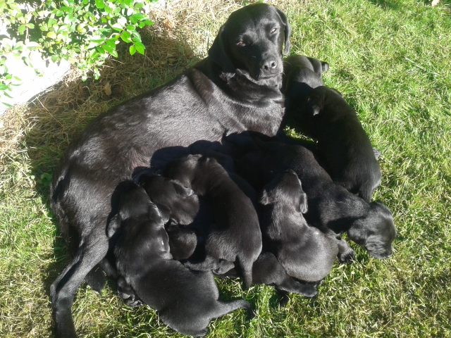 Mum Labrador Joni with her Pupps