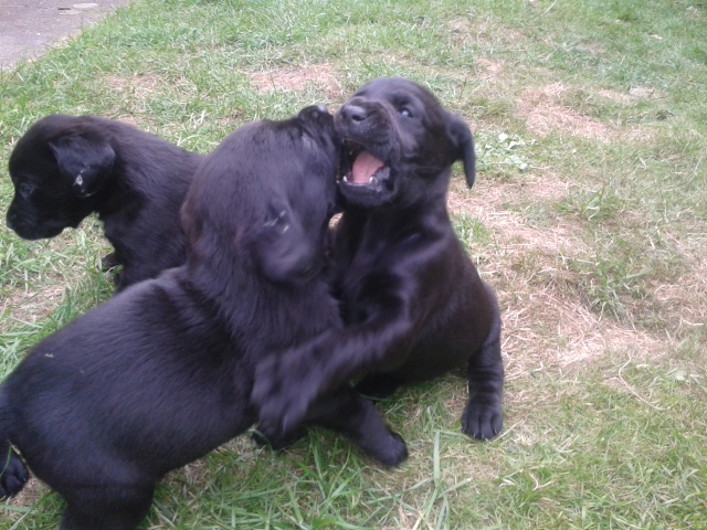 pups play-fighting