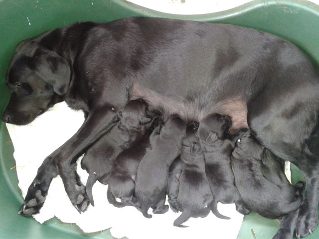 Seven new Lab puppies all feeding