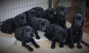 Black Labrador boy puppies for sale in Lincolnshire