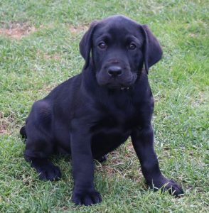 Black Labrador boy pup for sale