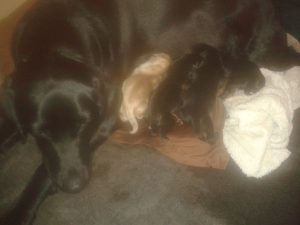 Here is my photo of new-born yellow Labrador puppies that are for sale.