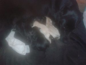 A photograph of yellow and black Labrador puppies for sale in Lincolnshire