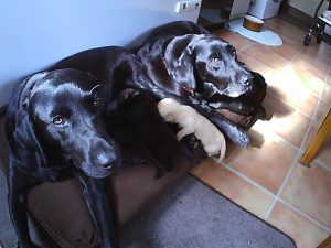 This is a photo of grandma Labrador with some of the puppies and mum.
