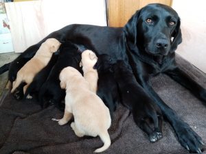 A photo of a Labrador mum and her puppies
