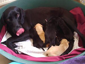 My latest photo of yellow Labrador puppies and black Labrador puppies