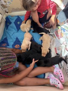 Playdate time for the new Labrador pups