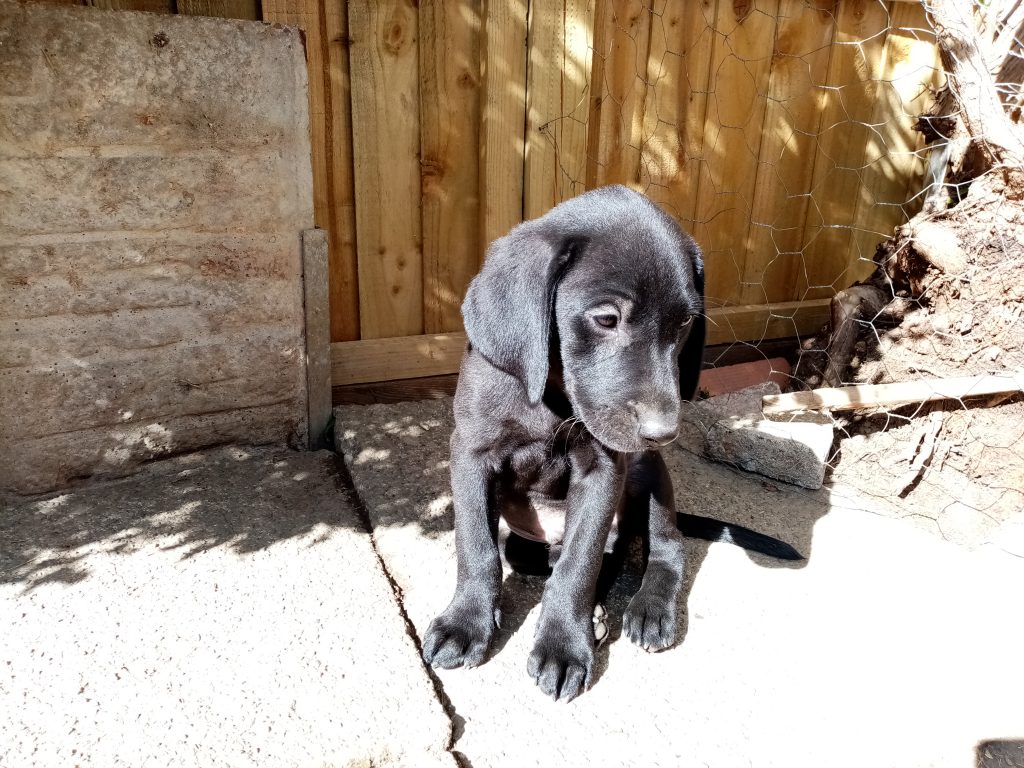 A photo of Lab Pup Kenton Fogle