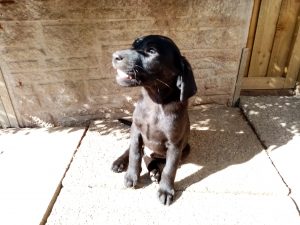 Photo of a puppy barking