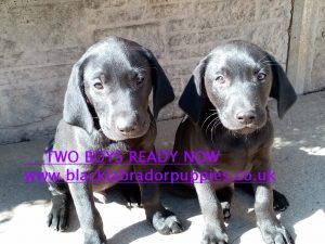 Two boy Lab pups ready now