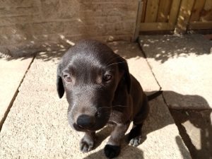 This is a close up photograph of a Labrador puppy for sale