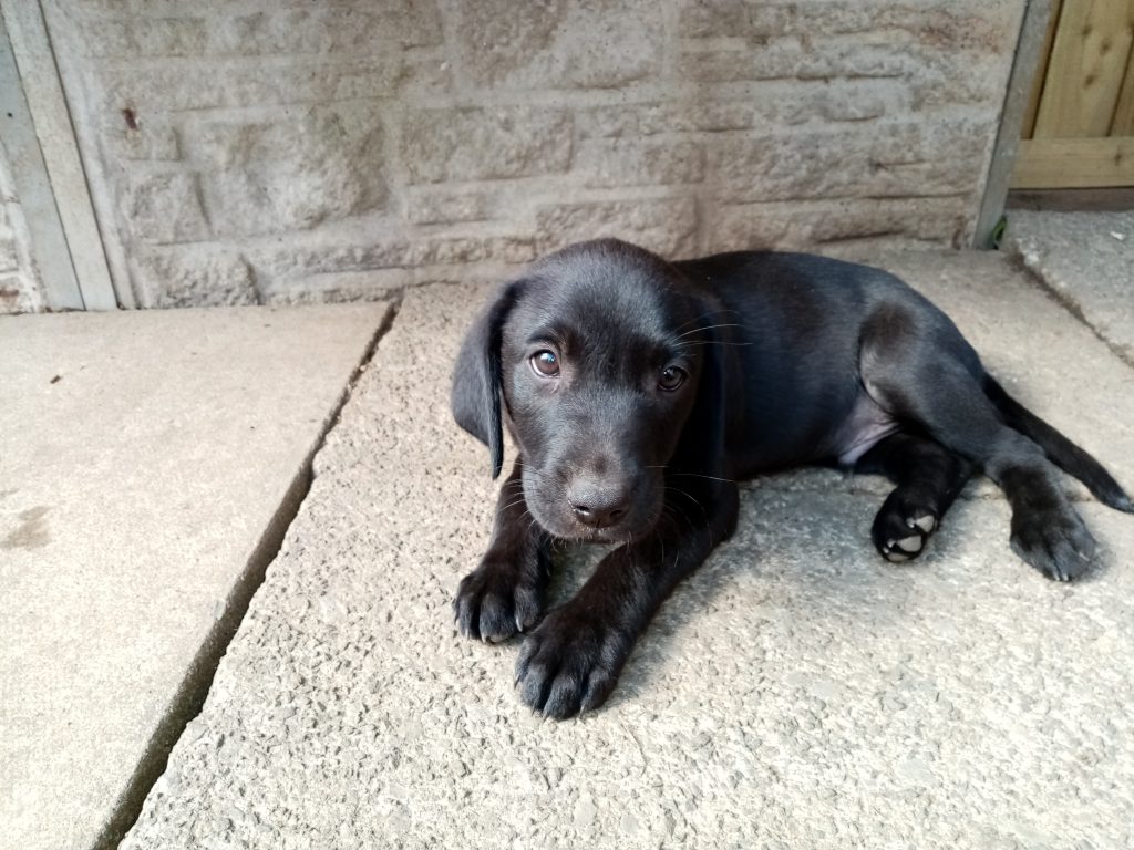 Photo of 10 week old Labrador laying outside